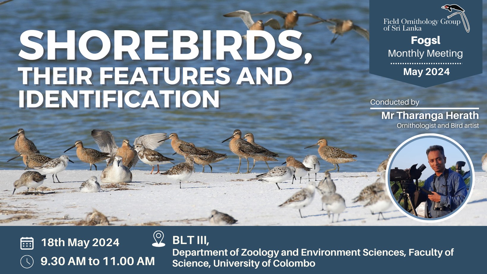 shorebirds