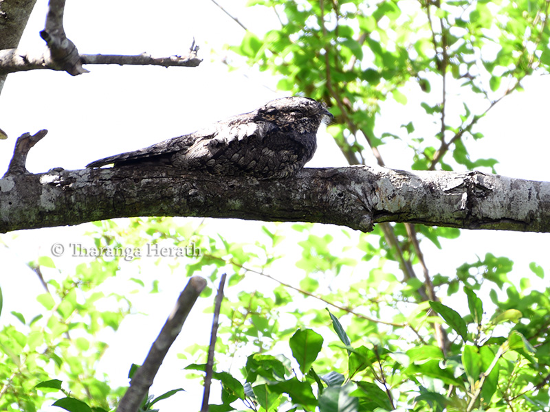 greynightjar